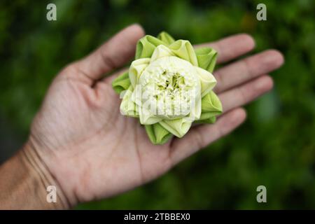 Nahaufnahme der weißen Lotusknospe auf dem Hintergrund der Hand. Faltbares weißes Lotusblatt auf der Hand, traditioneller thailändischer Stil. Stockfoto