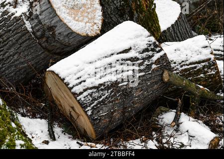 Große Lindenstümpfe, die mit Schnee bedeckt sind, im Garten Stockfoto