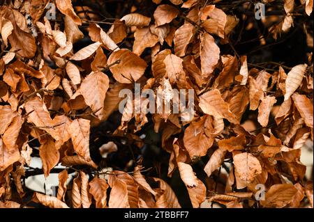Hintergrundstruktur des Hainbuchenstrauchs mit herbstbraunen Blättern Stockfoto