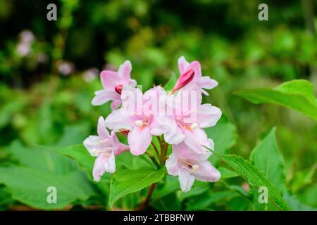 Viele hellrosa Blüten von Weigela florida Pflanze mit Blumen in voller Blüte in einem Garten in einem sonnigen Frühlingstag, schöne Outdoor-Blumen Hintergrund pho Stockfoto