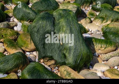 Steine bedeckt mit grünen Algen, die wie grüne Haare aussehen Stockfoto