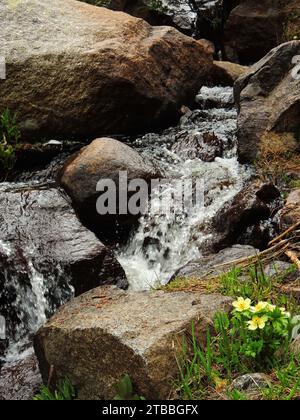 Gelbe Globeflower Wildblumen neben einem Wasserfall in der indian Peaks Wildness Area, colorado Stockfoto