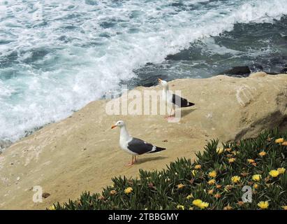 Zwei kalifornische Möwen ruhen auf den Klippen neben gelben Eispflanzen in der Bucht von La jolla in der Nähe von san diego, kalifornien Stockfoto