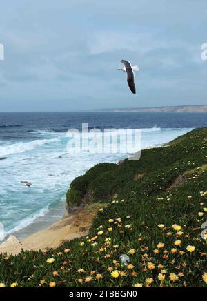 kalifornische Seemöwen, die über den Klippen schweben und die Wellen in der Bucht von La jolla in der Nähe von san diego, kalifornien Stockfoto