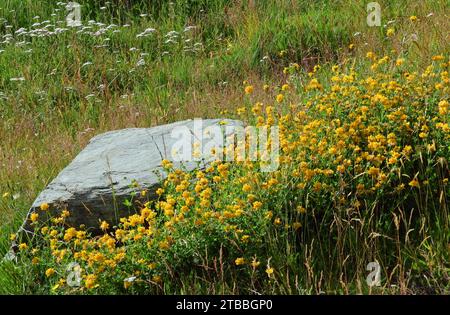 Hübsche gelbe und weiße Wildblumen neben einem Felsbrocken auf dem Koronettgipfel. In der Nähe von queenstown auf der Südinsel neuseelands Stockfoto