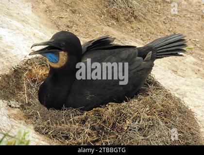 brandts Kormoran nistet auf den Klippen in der Bucht von La jolla in der Nähe von san diego, kalifornien Stockfoto