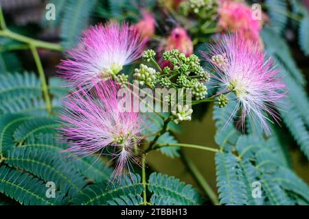 Lebendige rosa Mimosa pudica Blumen und grüne Blätter in einem Garten an einem sonnigen Sommertag, schöne Outdoor-Blumenhintergrund mit weichem Fokus fotografiert Stockfoto