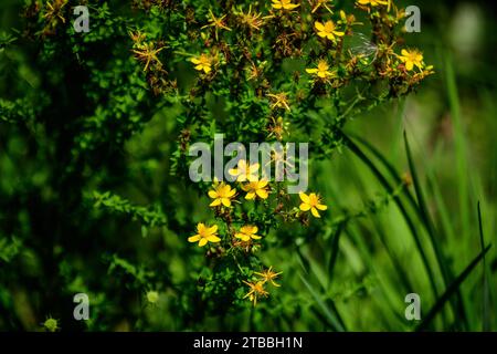 Viele zarte gelbe Blüten der Hypericum perforatum Pflanze, allgemein bekannt als Perforat oder Johanniskraut, in einem Garten an einem sonnigen Frühlingstag Stockfoto