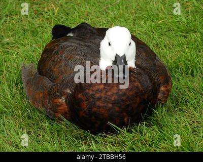 Nahaufnahme einer weiblichen Paradies-Schutzente im Gras im Vogelschutzgebiet te anau in te anau in fiordland auf der Südinsel neuseelands Stockfoto