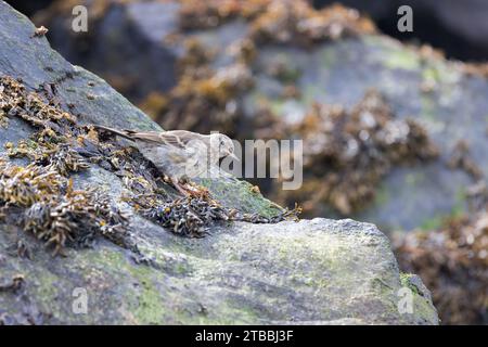 European Rock Pipit [ Anthus petrosus ] auf Algen bedecktem Felsen Stockfoto