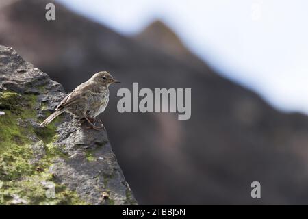 European Rock Pipit [ Anthus petrosus ] auf Felsen Stockfoto