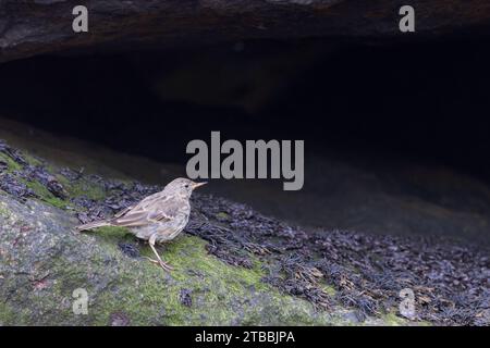 European Rock Pipit [ Anthus petrosus ] auf Algen bedecktem Felsen Stockfoto