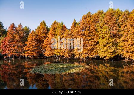 Nanjing, China. Dezember 2023. Ein farbenfroher Tannenwald wird am Yanque Lake im Ming Xiaoling Mausoleum in Nanjing, Provinz Jiangsu, China, am 21. November 2023 gezeigt. (Foto: Costfoto/NurPhoto) Credit: NurPhoto SRL/Alamy Live News Stockfoto