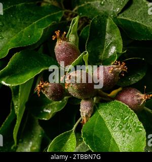Rote Äpfel entwickeln sich im Frühling auf dem Baum Stockfoto
