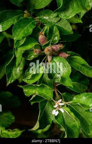 Blüte und rote Äpfel entwickeln sich im Frühling auf dem Baum Stockfoto