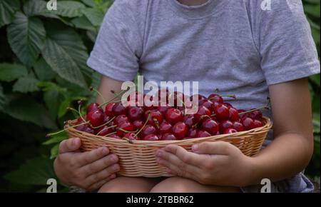 Das Kind pflückte Kirschen im Garten. Selektiver Fokus. Stockfoto