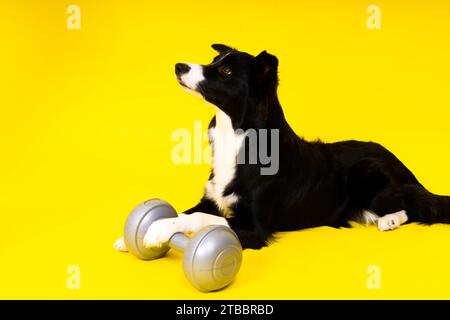 Border Collie Hund mit Hantelform apportes Trainingsobjekt isoliert Stockfoto