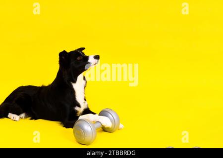 Border Collie Hund mit Hantelform apportes Trainingsobjekt isoliert Stockfoto