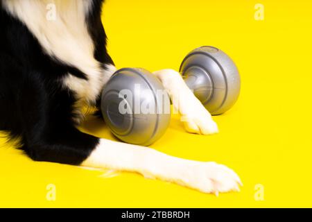 Border Collie Hund mit Hantelform apportes Trainingsobjekt isoliert Stockfoto