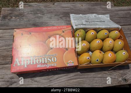 Alphanso Ratnagiri Mangos in einer Schachtel zum Verkaufen und Kaufen, Mangos Hintergrund Stockfoto