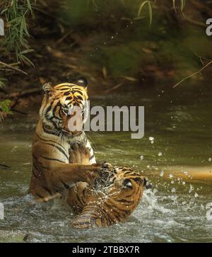 Tigerfamilie spielt miteinander INDIEN NIEDLICHE Bilder zeigen zwei Tigerjungen, die mit ihrer Mutter Wellen in einem kleinen Flussufer von Tadoba Andhari Tiger R machen Stockfoto