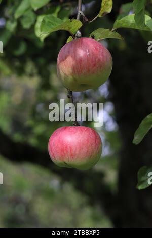 Nahaufnahme von zwei wunderschönen roten Äpfeln, die an dünnen Ästen im Baum hängen Stockfoto