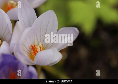 Nahaufnahme eines weißen Herbstkrokus, der von oben in die Blüte schaut, Kopierraum Stockfoto