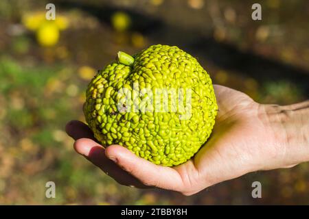 Maclura pomifera, auch bekannt als Osage Orange Stockfoto