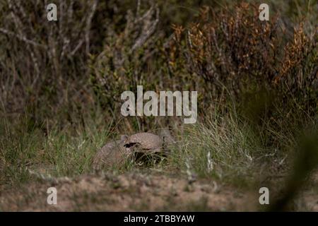 Seltenes Gürteltier auf der Halbinsel Valdés. Niedliches haariges Gürteltier sieht sich in Büschen um. Wildtier in Argentinien. Stockfoto