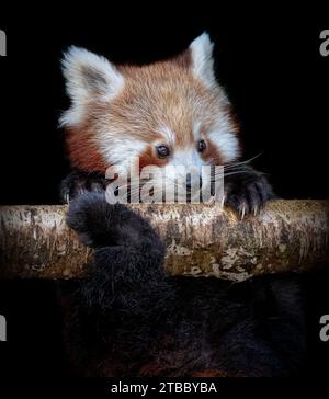 Der rote Panda rutscht auf der Zweigstelle BLACKPOOL ZOO, ENGLAND HINREISSENDE BILDER eines roten Panda, aufgenommen am 25. November 2023, der unsicher an einem Baum greift Stockfoto