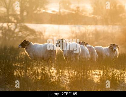 Chipping, Preston, Lancashire, Großbritannien. Dezember 2023. Frostige Vliese bei Sonnenaufgang in Chipping, Preston, Lancashire an einem kalten Morgen. Quelle: John Eveson/Alamy Live News Stockfoto