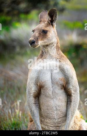 Männliches östliches graues Känguru (Macropus giganteus) im Küstengrasland im Yuraygir-Nationalpark, NSW, Australien Stockfoto