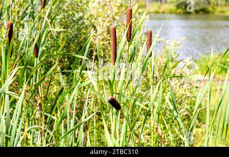 Binsen oder Rohrkolben auf dem Waldsee an sonnigen Tagen Stockfoto