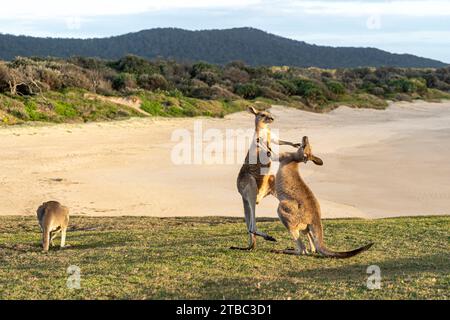 Zwei junge männliche, graue Ostkängurus spielen auf einem Hügel mit Blick auf den Strand, Yuraygir National Park, NSW Australien Stockfoto