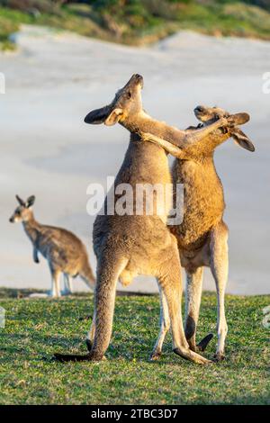 Zwei junge männliche, graue Ostkängurus spielen auf einem Hügel mit Blick auf den Strand, Yuraygir National Park, NSW Australien Stockfoto