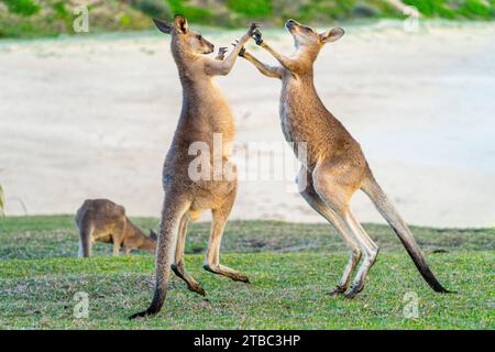 Zwei junge männliche, graue Ostkängurus spielen auf einem Hügel mit Blick auf den Strand, Yuraygir National Park, NSW Australien Stockfoto