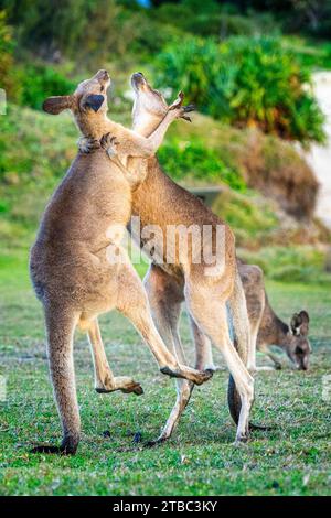 Zwei junge männliche, graue Ostkängurus spielen auf einem Hügel mit Blick auf den Strand, Yuraygir National Park, NSW Australien Stockfoto