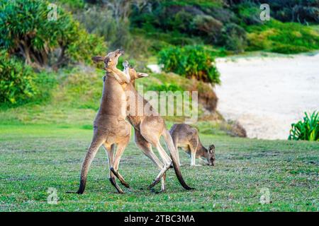 Zwei junge männliche, graue Ostkängurus spielen auf einem Hügel mit Blick auf den Strand, Yuraygir National Park, NSW Australien Stockfoto