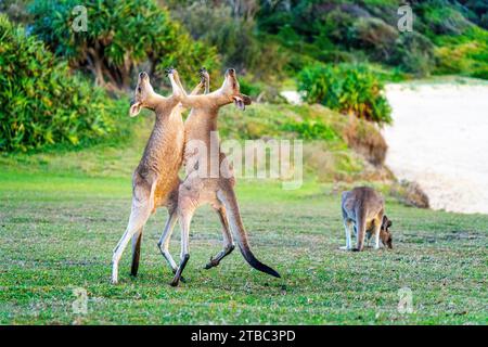 Zwei junge männliche, graue Ostkängurus spielen auf einem Hügel mit Blick auf den Strand, Yuraygir National Park, NSW Australien Stockfoto