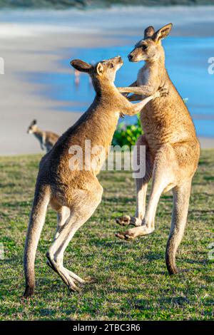 Zwei junge männliche, graue Ostkängurus spielen auf einem Hügel mit Blick auf den Strand, Yuraygir National Park, NSW Australien Stockfoto