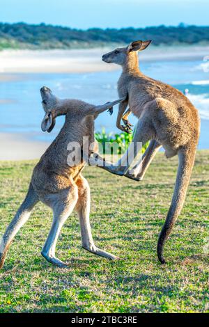 Zwei junge männliche, graue Ostkängurus spielen auf einem Hügel mit Blick auf den Strand, Yuraygir National Park, NSW Australien Stockfoto