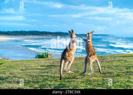 Zwei junge männliche, graue Ostkängurus spielen auf einem Hügel mit Blick auf den Strand, Yuraygir National Park, NSW Australien Stockfoto