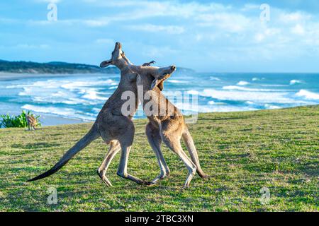 Zwei junge männliche, graue Ostkängurus spielen auf einem Hügel mit Blick auf den Strand, Yuraygir National Park, NSW Australien Stockfoto