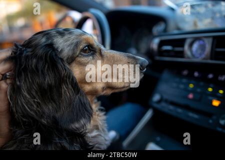 Langhaariger Dapple Dachshund fährt auf dem Vordersitz eines Autos. Stockfoto