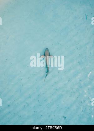 Ammenhai im blauen Ozean auf flachem Wasser. Luftaufnahme Stockfoto