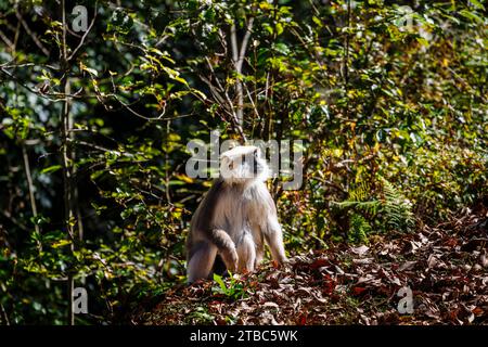 Grau-Langur-Affe (Semnopithecus entellus), Unterart Hanuman oder Nepal Gray langur (Semnopithecus schistaceus), Bezirk Wangdue Phodrang, Bhutan Stockfoto