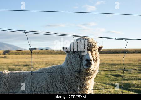 Schafe grasen im Freien in Neuseeland bei Sonnenuntergang. Das Kleinvieh, die Tierhaltung. Stockfoto