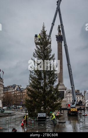 Der weihnachtsbaum aus Norwegen wird vor der Feier am Donnerstag (7. Dezember 2023) auf dem Trafalgar Square in LLondon behandelt. Stockfoto