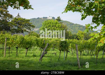 Weinberg in Wien (Österreich) an einem sonnigen Herbsttag, Leopoldsberg im Hintergrund Stockfoto