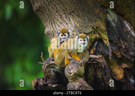 Zwei gewöhnliche Eichhörnchen-Affen sitzen auf einem Ast Stockfoto